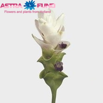 Curcuma 'Pearl Mont Blanc' fotografie
