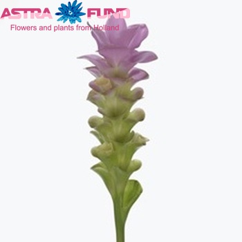 Curcuma petiolata fotografie