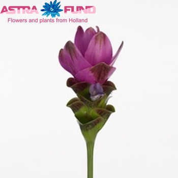 Curcuma Siam Shadow fotografie