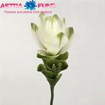 Curcuma 'Snow White' fotografie