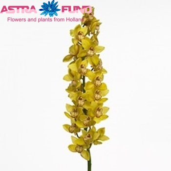 Cymbidium gr  'Flevoster' photo