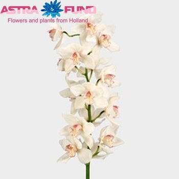 Cymbidium gr  'Mrs. Sugar Lee' foto