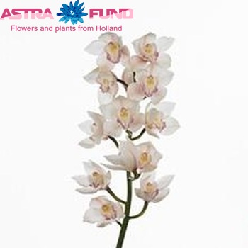 Cymbidium gr  'Steffi' foto