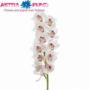 Cymbidium gr  'Tiger' foto