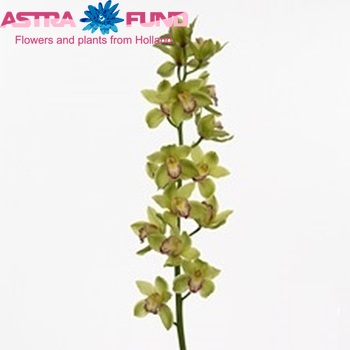 Cymbidium gr 'Bella Vista' photo