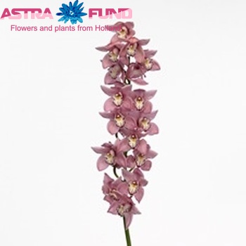Cymbidium gr 'Carmen' photo