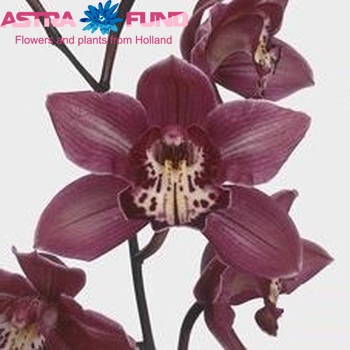 Cymbidium gr 'Double Red' photo