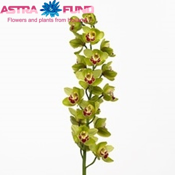 Cymbidium gr Fiona photo