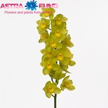 Cymbidium gr 'Golden Wish' photo