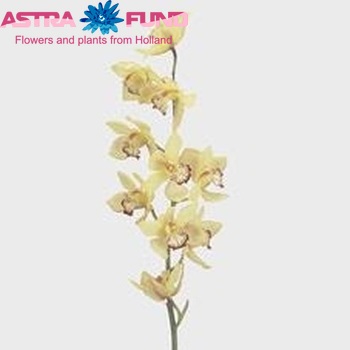 Cymbidium gr 'Harmonie' photo