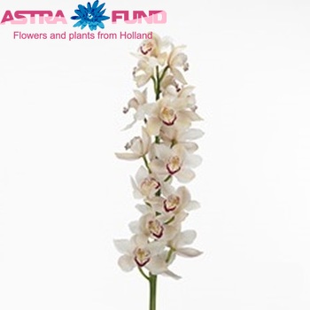 Cymbidium gr 'Liberation' photo