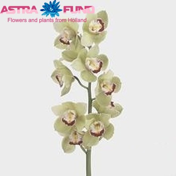 Cymbidium gr 'Limones' photo