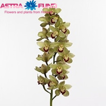 Cymbidium gr 'Machteld' photo
