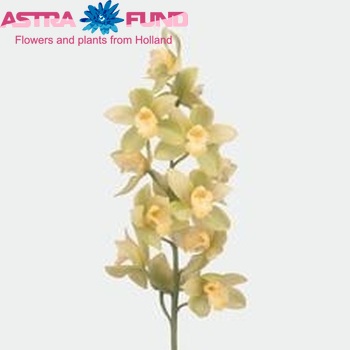 Cymbidium gr Mint Ice foto