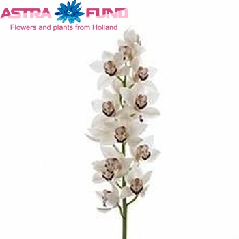Cymbidium gr 'Mrs. Esmee' foto