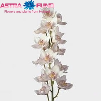 Cymbidium gr 'No. 60' foto