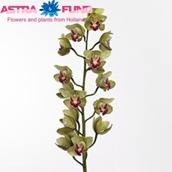 Cymbidium gr 'Rosaline' foto
