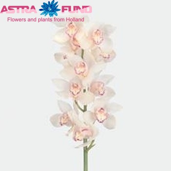 Cymbidium gr 'Snowbird' foto