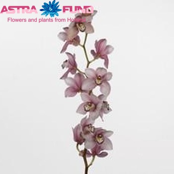 Cymbidium groobloemig per tak Claron '...' foto