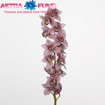 Cymbidium grootbloemig Gilgamesh '...' foto