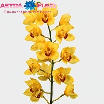 Cymbidium grootbloemig per tak A Su 'Golden Fleece' foto
