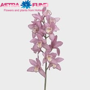 Cymbidium grootbloemig per tak 'Aida' zdjęcie