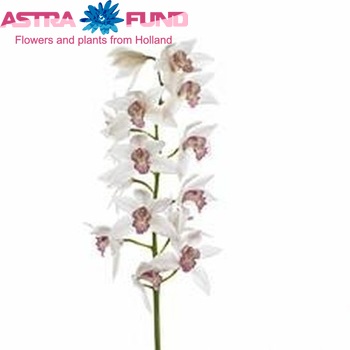 Cymbidium grootbloemig per tak Ale 'The Bride' fotografija