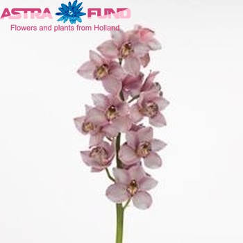 Cymbidium grootbloemig per tak Alegria 'St Lita' fotografija