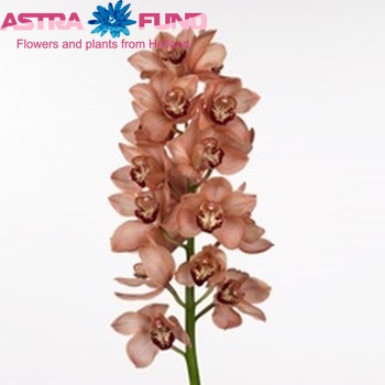 Cymbidium grootbloemig per tak Alexandra Beauty 'Browny' fotografija