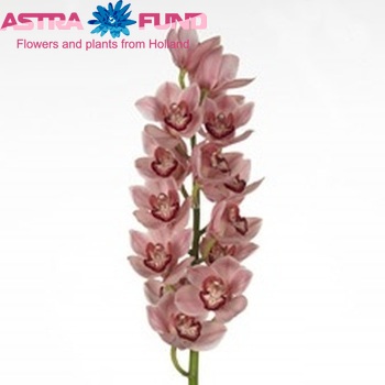 Cymbidium grootbloemig per tak Alexandra Beauty 'Rosy' fotografija