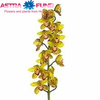 Cymbidium grootbloemig per tak Angelica '...' fotografija