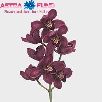 Cymbidium grootbloemig per tak 'Angeline' fotografija