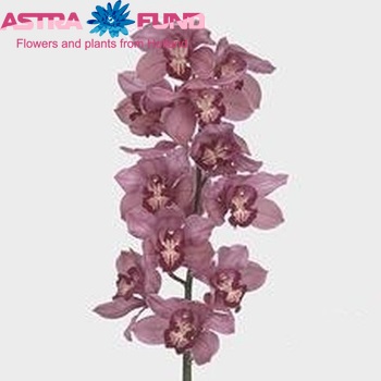 Cymbidium grootbloemig per tak 'Anna Paulowna' fotografija