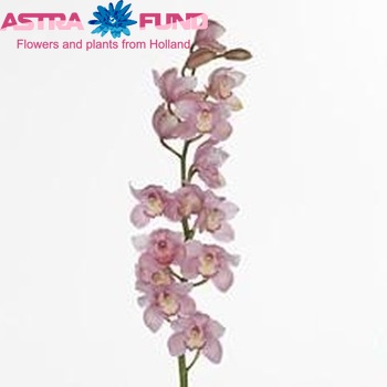 Cymbidium grootbloemig per tak 'Aquarella' fotografija
