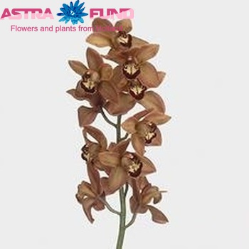 Cymbidium grootbloemig per tak Autumn Crisp 'Charly Brown' fotografija