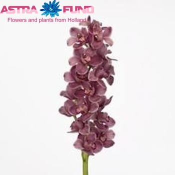 Cymbidium grootbloemig per tak 'Ayres Rock' fotografija