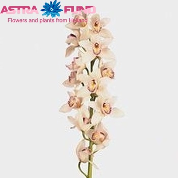 Cymbidium grootbloemig per tak B F 'Silver' fotografija