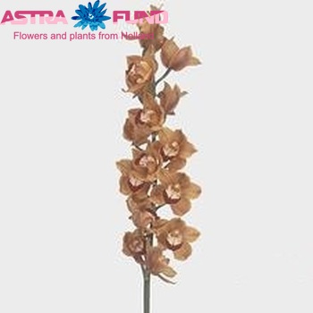 Cymbidium grootbloemig per tak 'Balou' fotografija