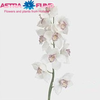 Cymbidium grootbloemig per tak Baltic Apple '54' fotografija