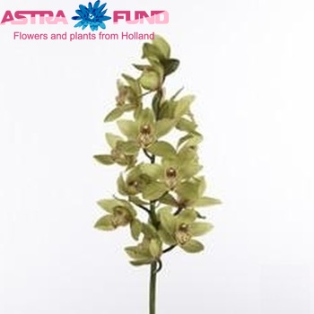 Cymbidium grootbloemig per tak Baltic Honney 'Bonny' fotografija