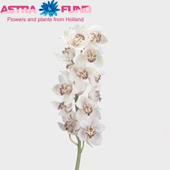 Cymbidium grootbloemig per tak Baltic Starlight 'Perfection' fotografija