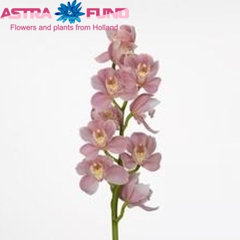 Cymbidium grootbloemig per tak Bartolme Ferrello 'Hyzenthly' fotografija