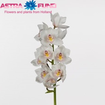 Cymbidium grootbloemig per tak Beauty Fred 'Zuiderlicht' fotografija