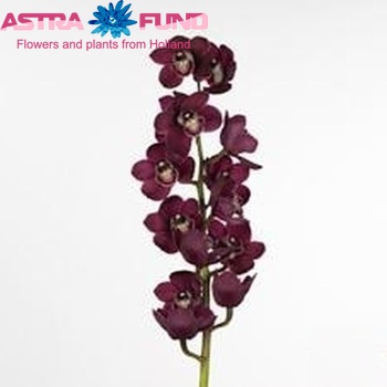 Cymbidium grootbloemig per tak Beauty Queen 'Chantal' fotografie