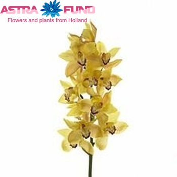 Cymbidium grootbloemig per tak 'Big P' fotografie