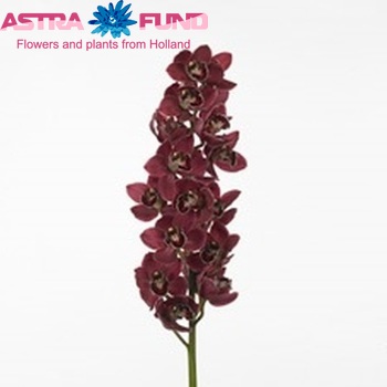 Cymbidium grootbloemig per tak Blazing Fury 'Hades' fotografie