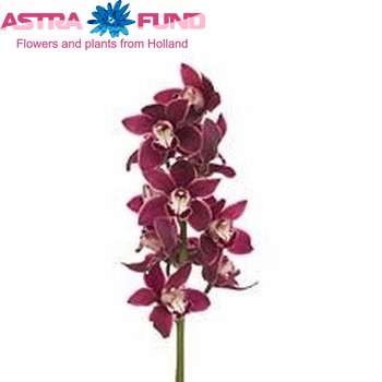 Cymbidium grootbloemig per tak 'Blood' fotografie