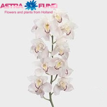 Cymbidium grootbloemig per tak 'Bondia' fotografie