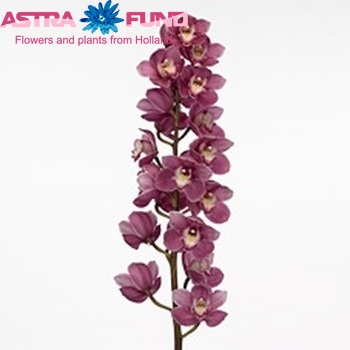Cymbidium grootbloemig per tak 'Braemar' fotografie