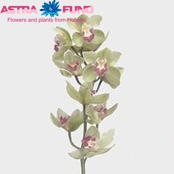 Cymbidium grootbloemig per tak 'Bremo' fotografie